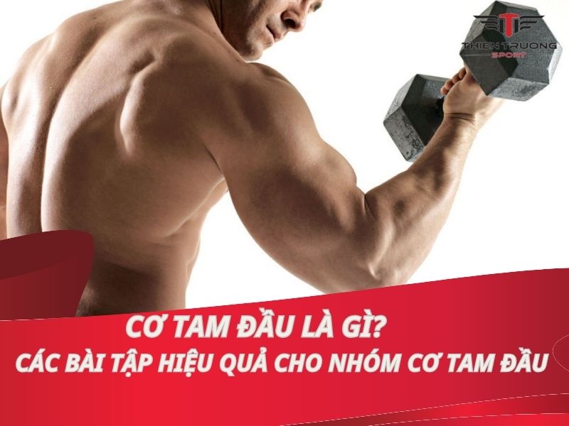 Cơ tam đầu là gì? Các bài tập hiệu quả cho nhóm cơ tam đầu