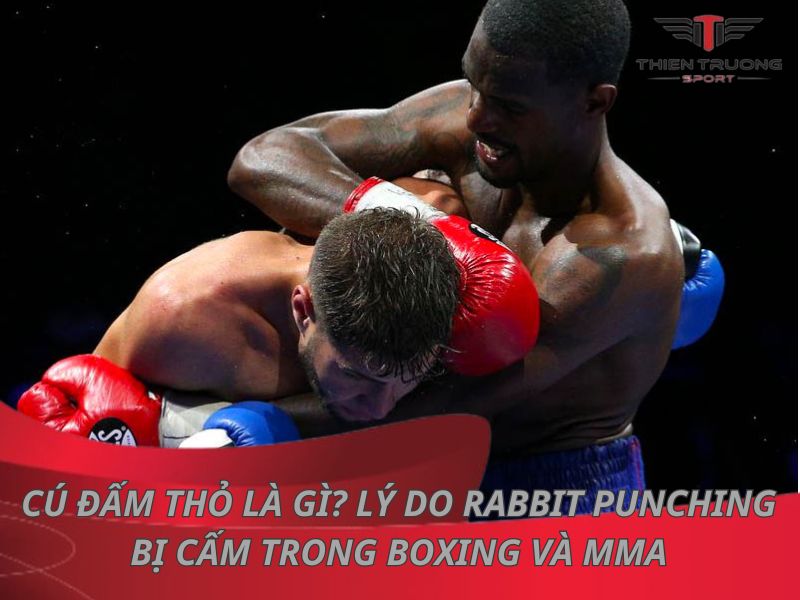 Cú đấm thỏ là gì? Lý do Rabbit Punching bị cấm trong Boxing và MMA