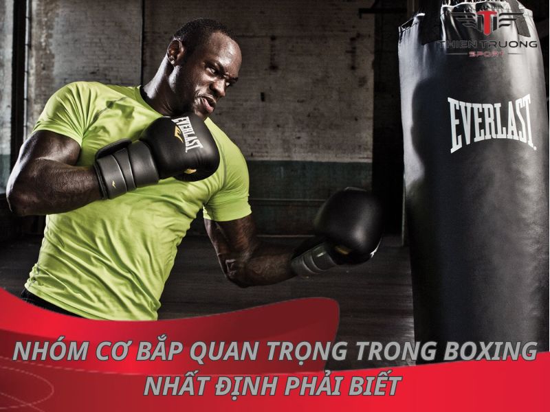 7 nhóm cơ bắp quan trọng trong boxing nhất định phải biết 