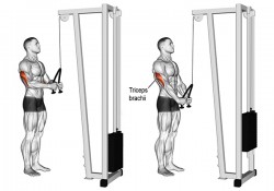 Triceps Pushdown là gì? Cách tập để giúp bắp tay sau to khỏe?