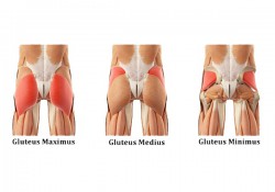 Glutes là gì? Các bài tập cho nhóm cơ Glutes hiệu quả tốt nhất?