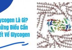 Glycogen là gì? Glycogen ảnh hưởng thế nào đến tập Gym