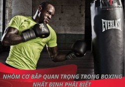 7 nhóm cơ bắp quan trọng trong boxing nhất định phải biết 