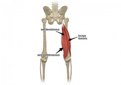 Hamstring là gì? Các bài tập cho cơ Hamstring hiệu quả Nhất !