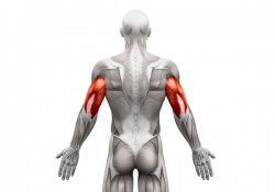 Triceps là gì? Các bài tập Triceps cơ bản và hiệu quả cao nhất?