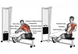 Seated Cable Row là gì? Cách tập phát triển lưng giữa tốt nhất?