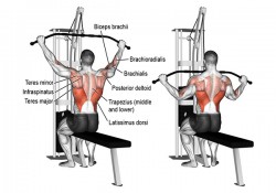 Wide Grip Lat Pulldown và cách tập để phát triển cơ xô tốt nhất