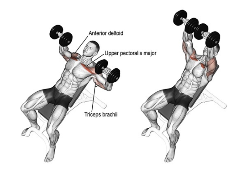 Incline Dumbbell Press V C ch T p Chu n D nh Cho Ng i M i 2025 Incline Dumbbell Press V C ch T p Chu n D nh Cho Ng i M i 2025