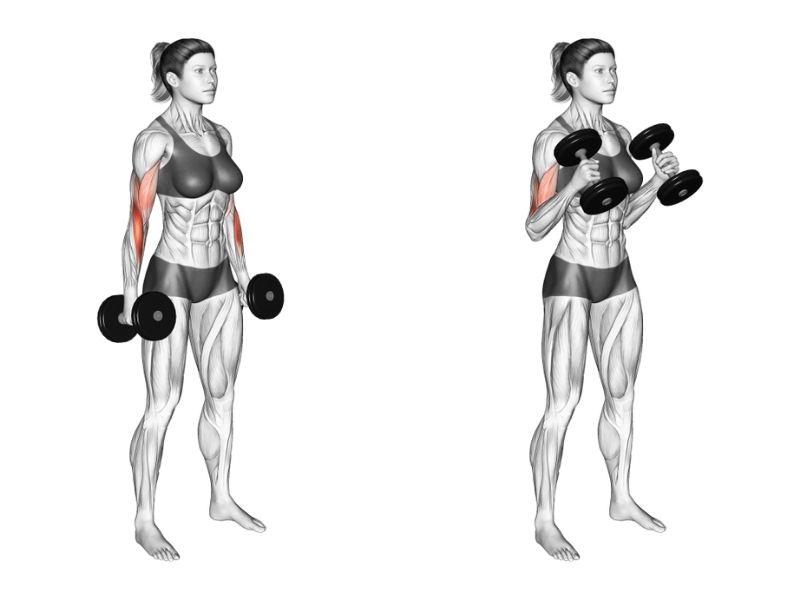 Hướng dẫn tập Hammer Curl đúng cách