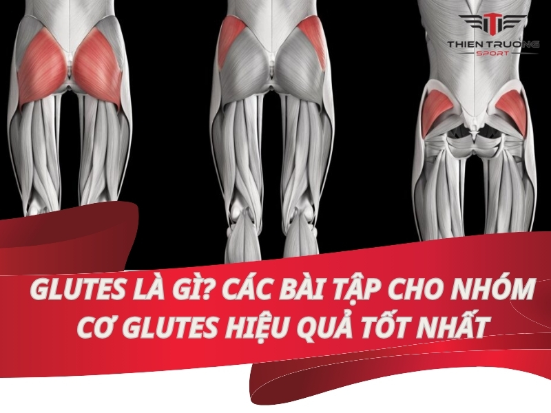 Glutes là gì? Các bài tập cho nhóm cơ Glutes hiệu quả tốt nhất 4 Glutes là gì