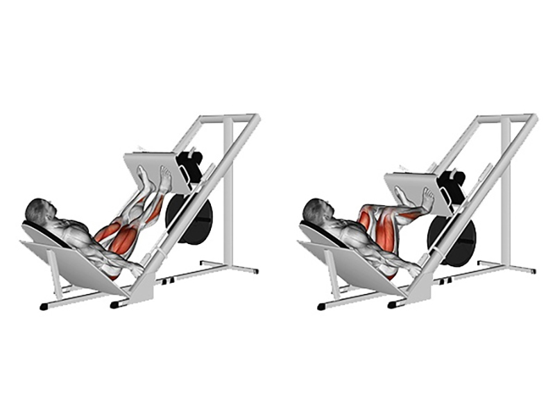 Đạp đùi tập bắp chân - Leg Press