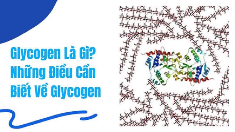 Glycogen là gì