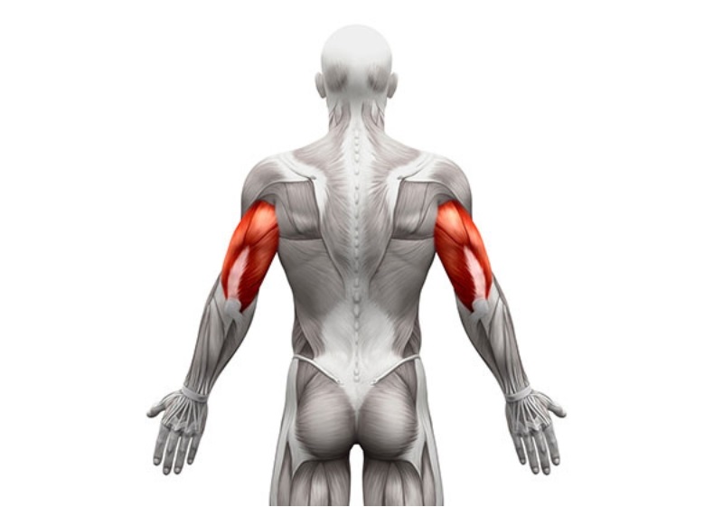 Nhóm cơ Triceps