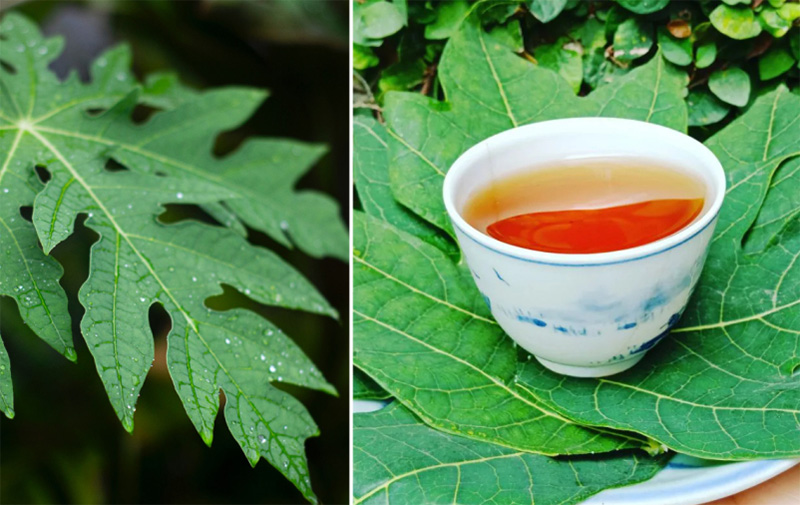 Uống nước lá đu đủ có tác dụng gì