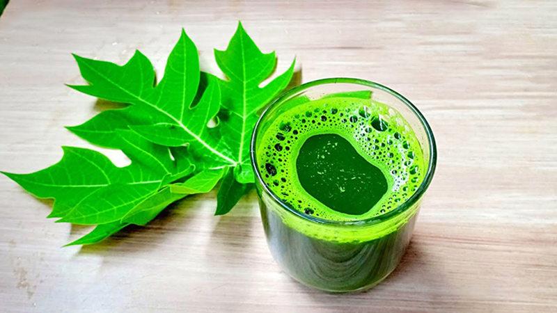 Uống nước lá đu đủ có tác dụng gì
