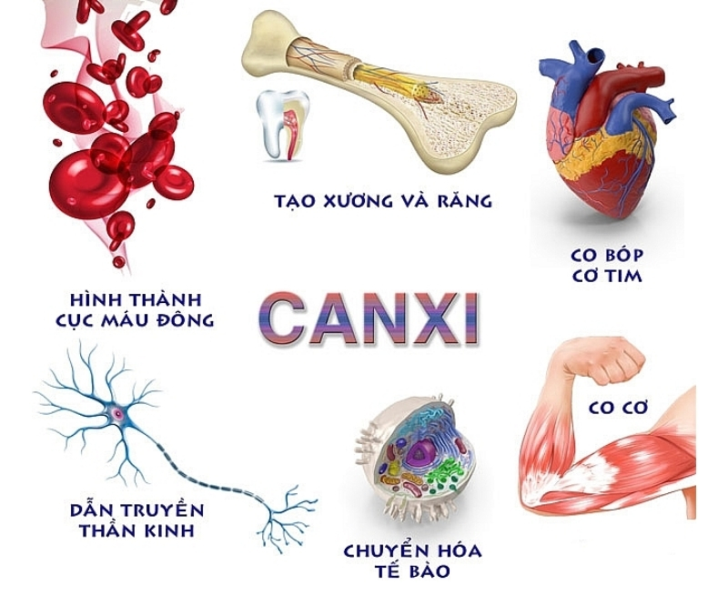 thực phẩm giàu canxi